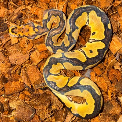 animal image