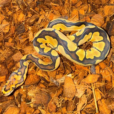 animal image