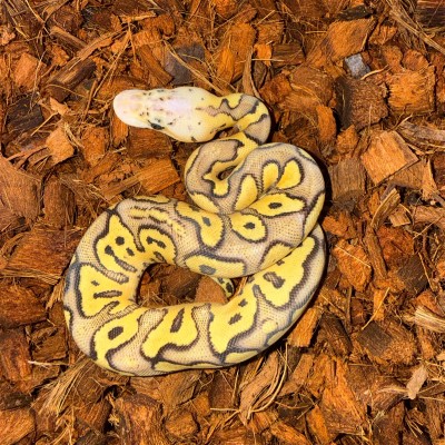 animal image