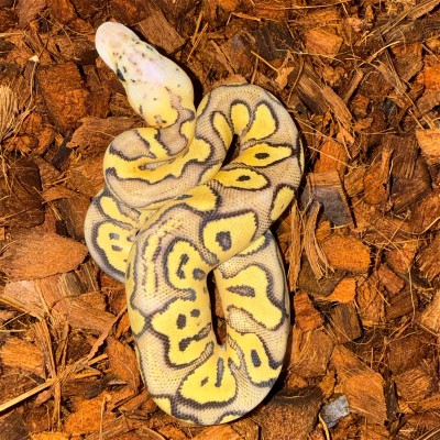 animal image