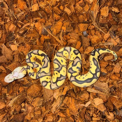 animal image