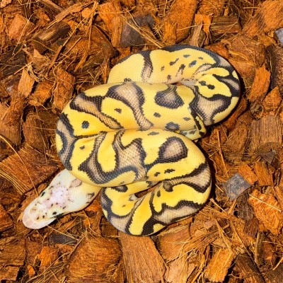 animal image