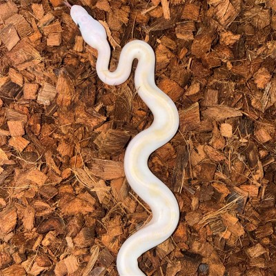 animal image