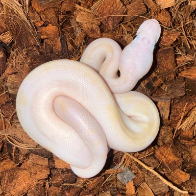 animal image