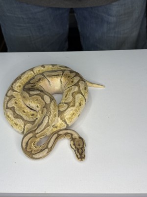animal image