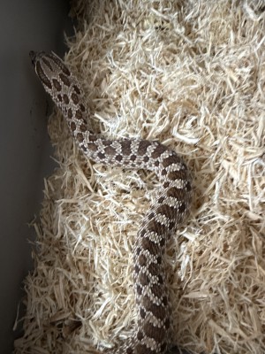 animal image