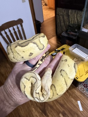 animal image