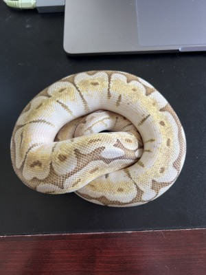 animal image
