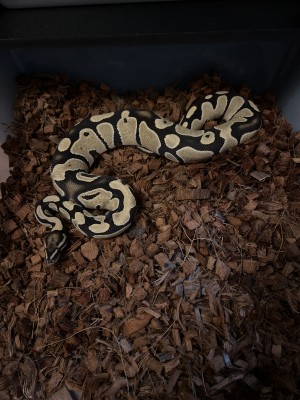 animal image