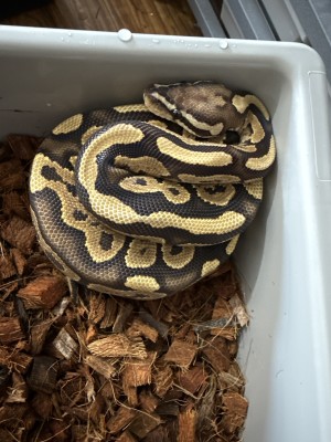 animal image