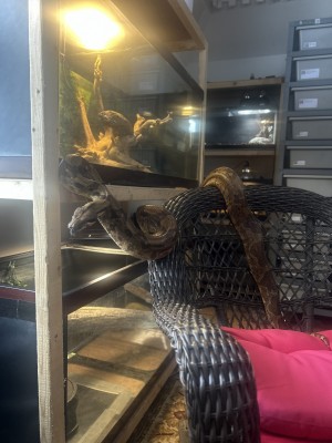 animal image