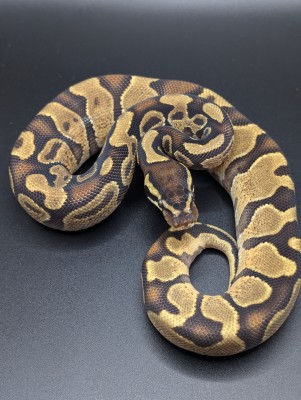 animal image