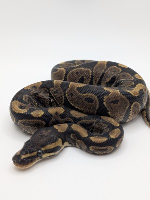 animal image