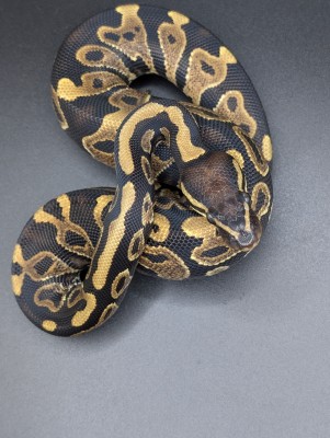 animal image