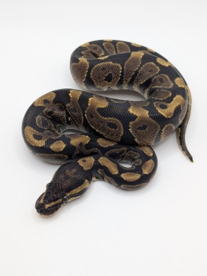 animal image