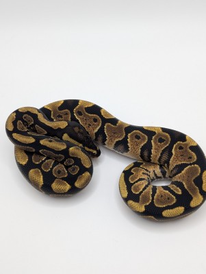 animal image