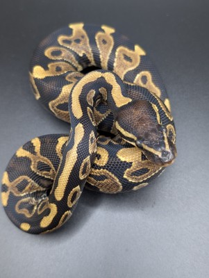 animal image