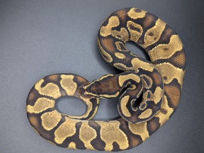 animal image