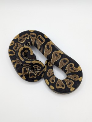 animal image