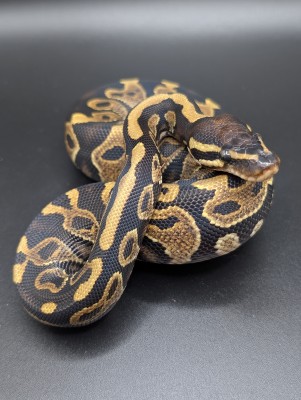 animal image