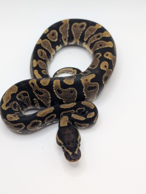 animal image