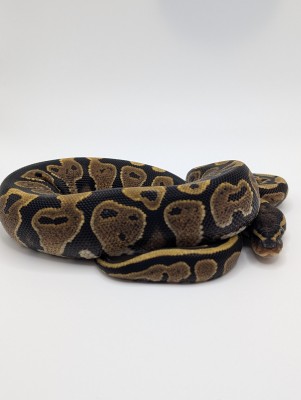 animal image