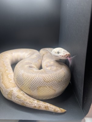 animal image