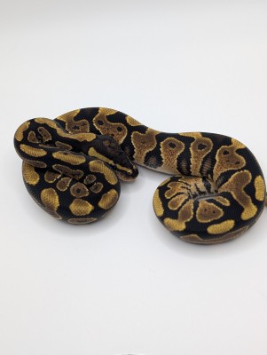 animal image
