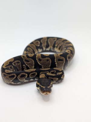 animal image