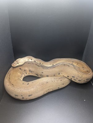 animal image