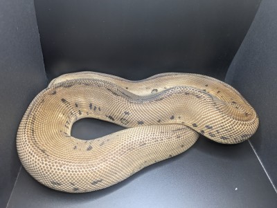 animal image