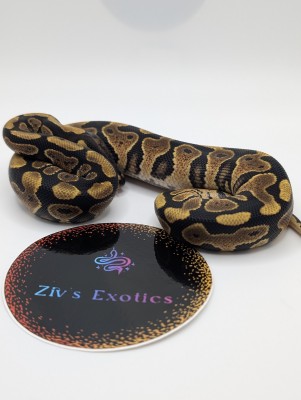 animal image