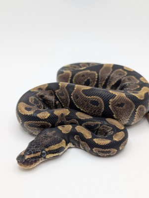 animal image