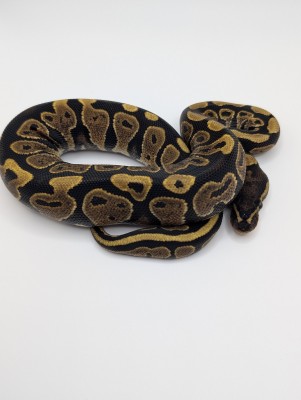 animal image
