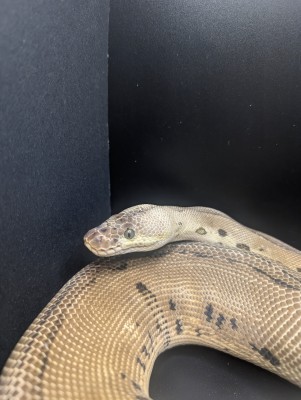 animal image