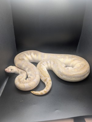 animal image