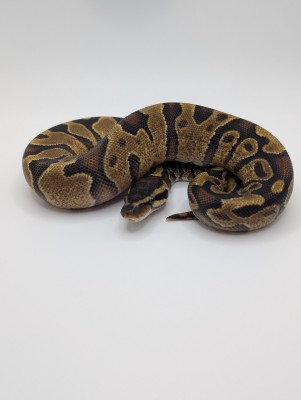 animal image