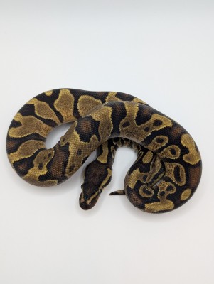 animal image