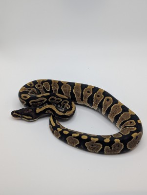 animal image