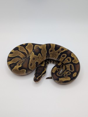 animal image