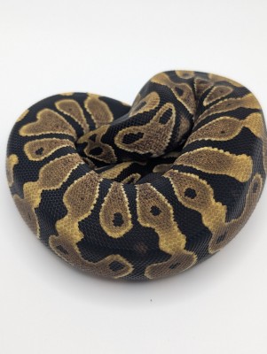animal image