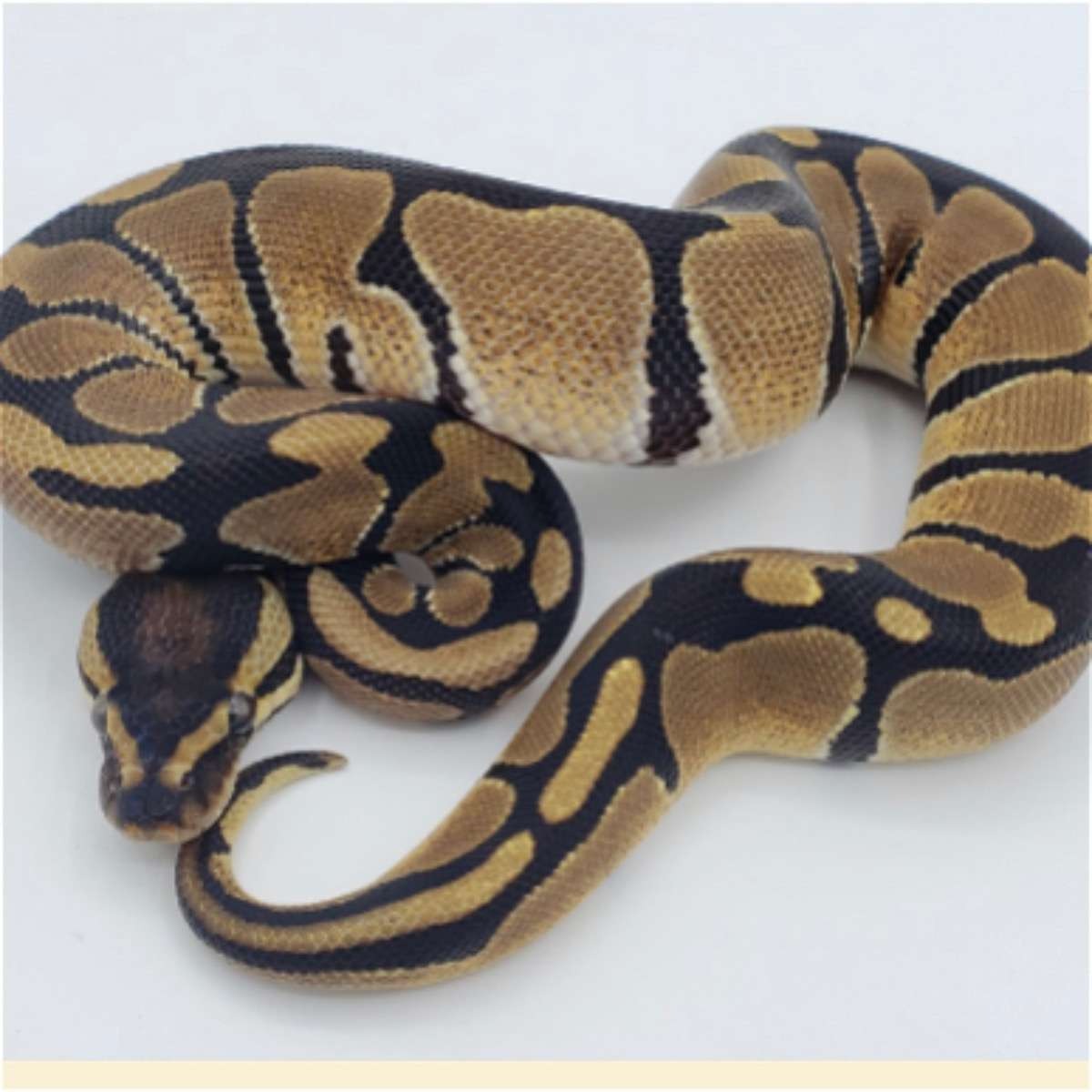 animal image