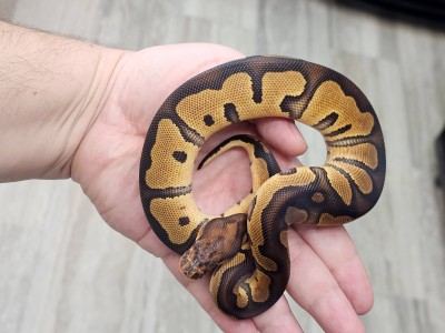 animal image