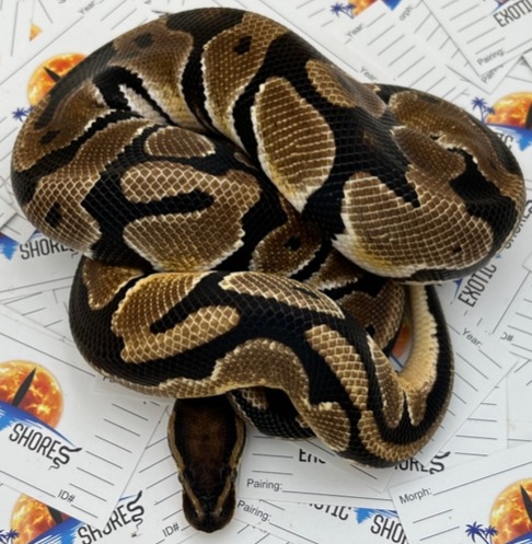 Exotic Al