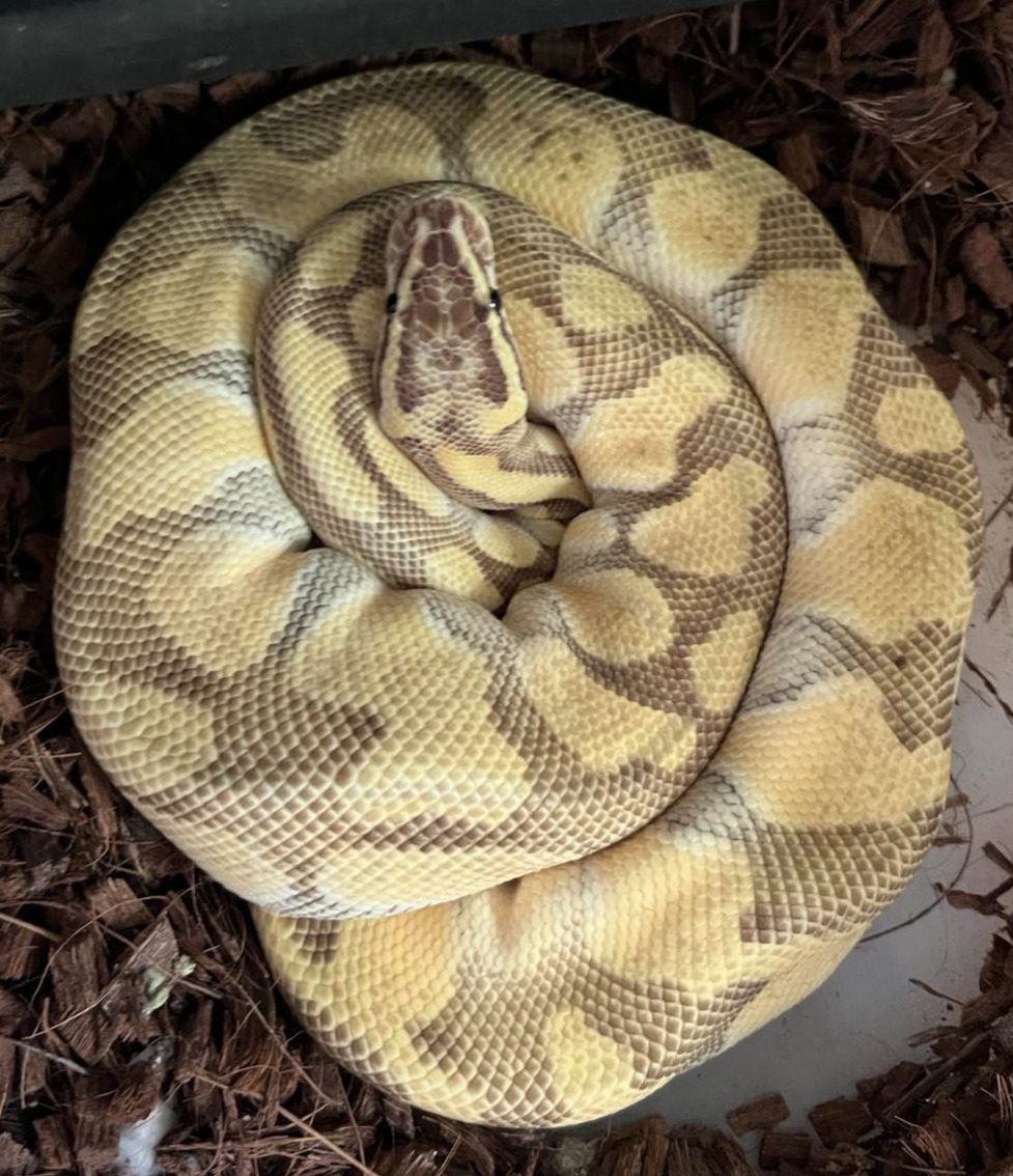 animal image