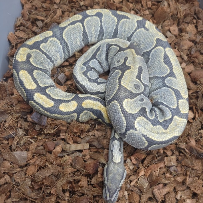 animal image