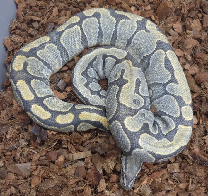 animal image