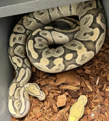 animal image