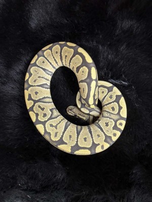 animal image
