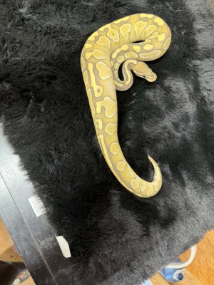 animal image